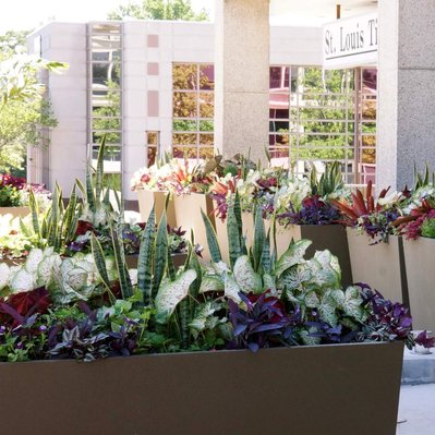 A series of modern planters with snake plants, caladiums, bromeliads, and purple foliage accent a contemporary building entrance.