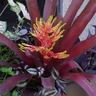 Close-up of a striking bromeliad with deep burgundy leaves and a vivid orange inflorescence, surrounded by trailing foliage.