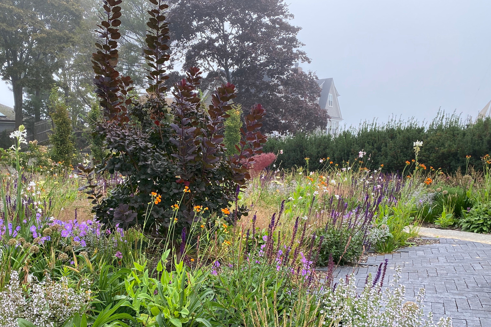 A misty morning at Redstone Lane by Adam Woodruff, featuring Cotinus, Salvia, and a layered naturalistic planting with structured pathways.
