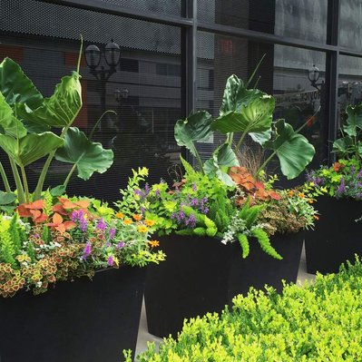 Bold urban planters with Alocasia, ferns, Coleus, Angelonia, and trailing greenery in sleek black containers downtown.