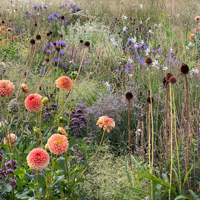 'Jowey Nicky' dahlias glow among late-season textures, contrasting with Echinacea seed heads and deep purple summer perennials.
