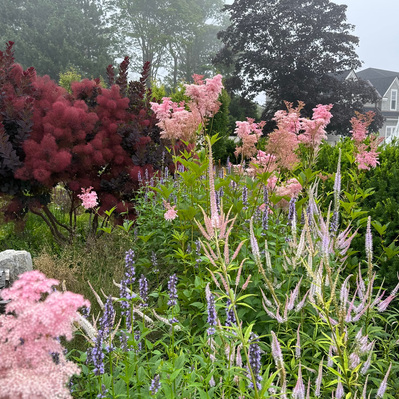 A moody interplay of texture and form—Filipendula, Veronicastrum, and Cotinus create a layered, immersive planting in shifting light.