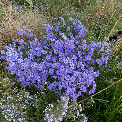Aster 'Little Carlow’ spills into the path, its late-season lavender-blue blooms glowing against autumn grasses.