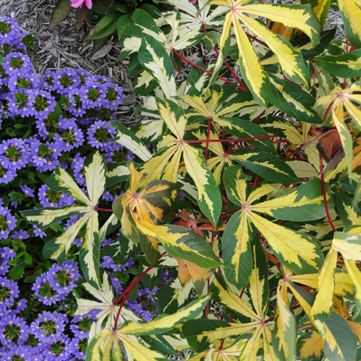 Variegated cassava’s bold foliage contrasts with Scaevola’s cascading blue blooms, creating a vibrant interplay of color and texture.