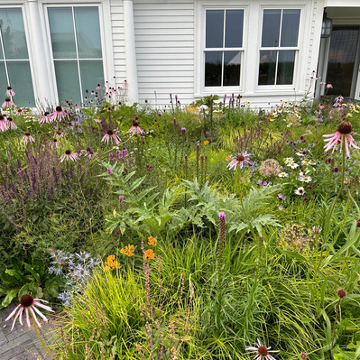 A layered planting of Echinacea pallida, Liatris, and cardoon creates a dynamic, textural composition rich in habitat and seasonal interest.