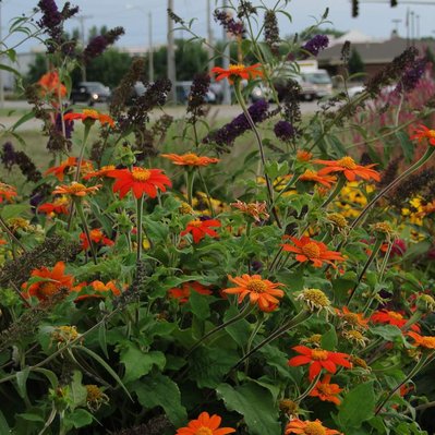 Tithonia and Buddleia create a vibrant, pollinator-friendly composition, blending fiery orange blooms with deep purple spires.
