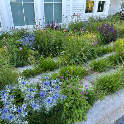 A dynamic mix of Eryngium, Dianthus, and grasses softens the architecture, creating a seamless transition between home and garden.