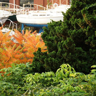 Staghorn sumac, bottlebrush buckeye, and Hinoki cypress create a dynamic contrast of texture and seasonal color.