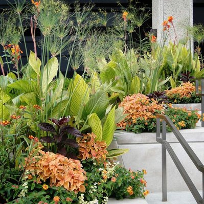 Lush urban planters with variegated Canna, Papyrus, Coleus, Lantana, and bold foliage create a vibrant streetscape display.