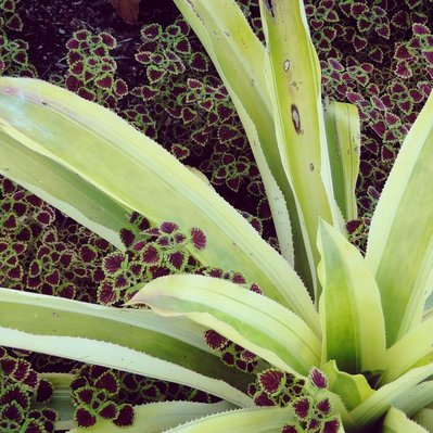 Terrestrial bromeliad paired with deep-hued coleus, creating a bold contrast of texture, color, and architectural form.