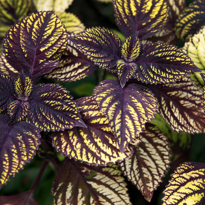 Coleus ‘Fishnet Stockings’ showcases deep purple foliage with golden variegation, adding bold contrast to dynamic plantings.