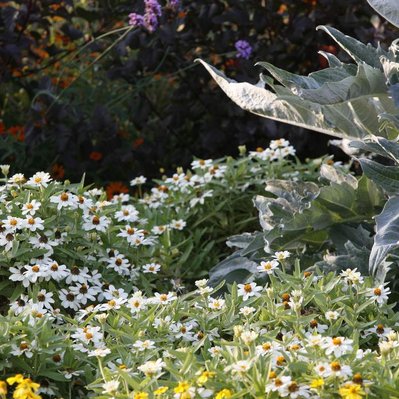 Zinnia ‘Profusion White’ and silvery Cardoon create a striking textural contrast, blending structure with delicate floral appeal.