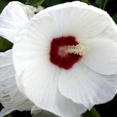 Hibiscus and lantana provide a striking contrast, with bold white petals and deep red centers set against golden floral accents.