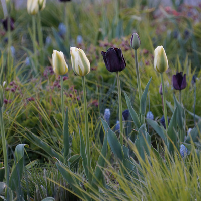 Cream and deep purple tulips emerge among grasses and muscari, creating a dynamic, seasonal display in a naturalistic meadow.