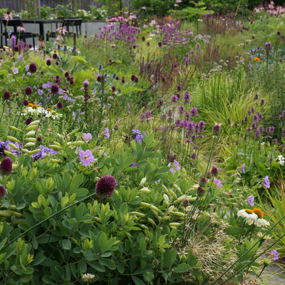 A richly layered composition of Baptisia, Allium, and Stachys at peak summer, offering a dynamic interplay of form, color, and texture.