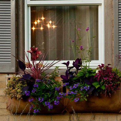 A lush window box overflows with coleus, tradescantia, scaevola, and dracaena for bold texture and contrast.