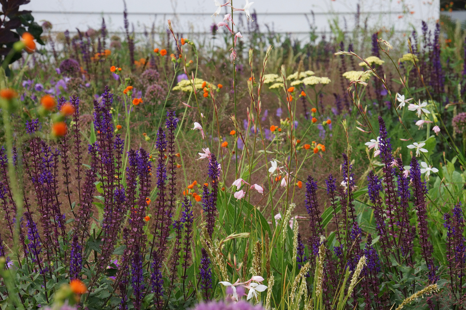 A vibrant naturalistic planting by Adam Woodruff, featuring Salvia, Geum, and Gaura in a richly layered seasonal composition.