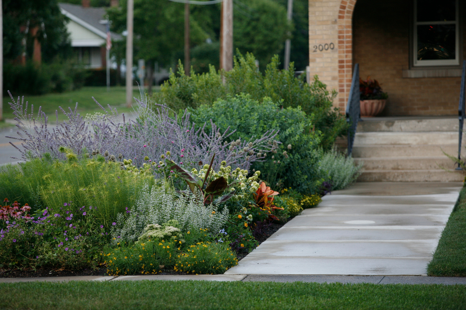 A lush, naturalistic front yard planting with Perovskia, Echinacea, Amsonia, and Musa along a welcoming entry path to a brick home.