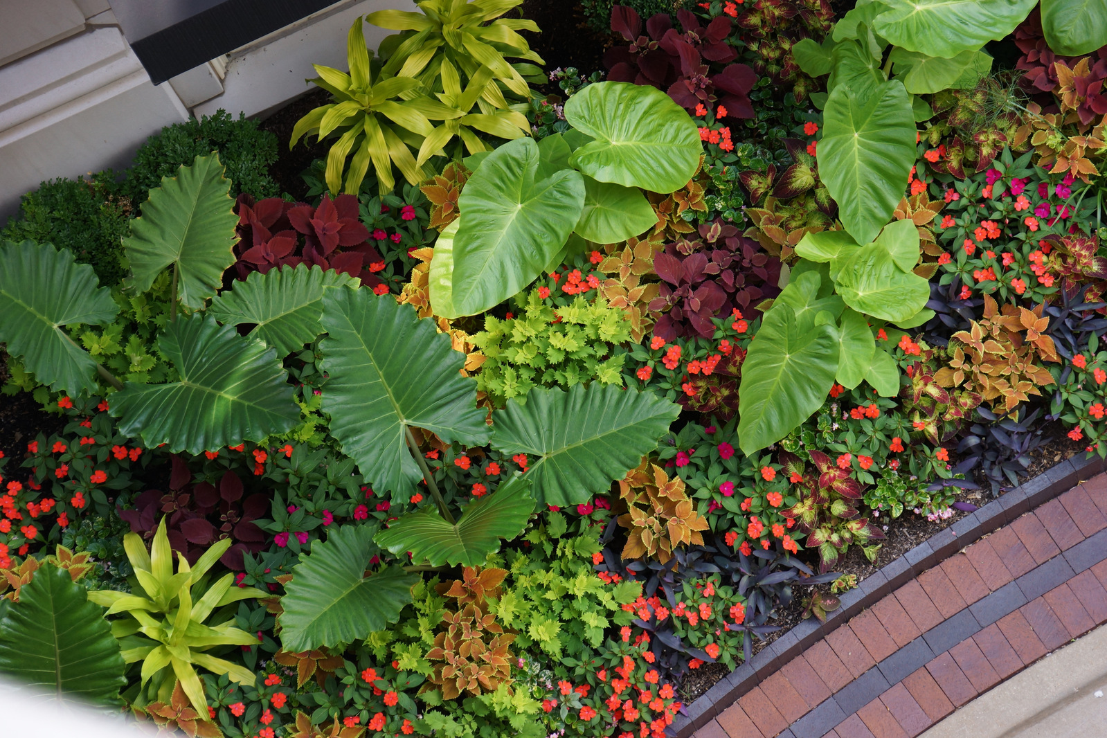 Lush tropical planting with Alocasia, Colocasia, coleus, impatiens, and bromeliads, creating a vibrant, textural display.