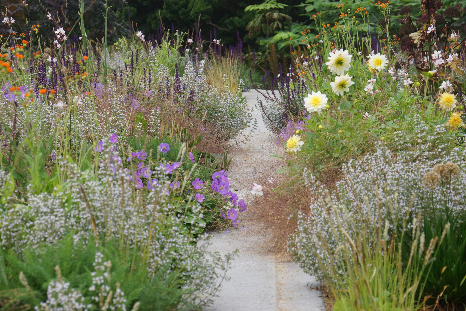 A refined naturalistic pathway by Adam Woodruff, framed by airy perennials and grasses, blending structure with seasonal movement.