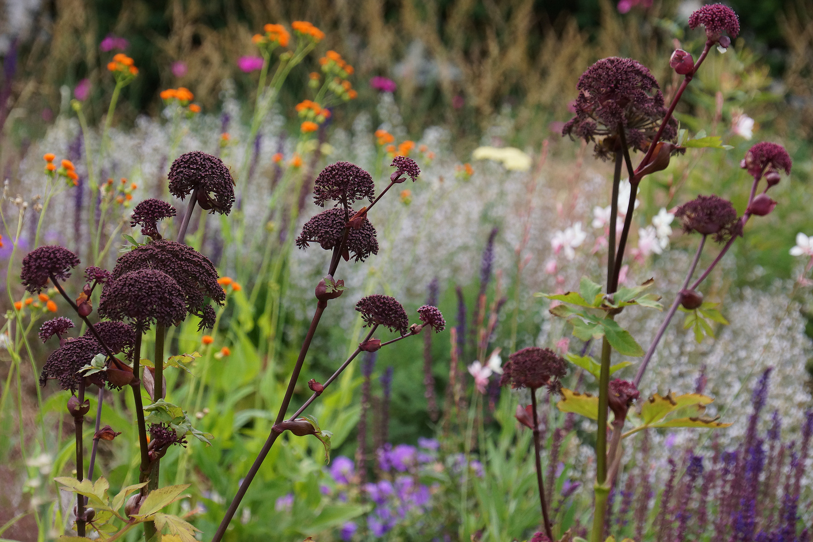 A sculptural Angelica giga anchors this dynamic naturalistic garden by Adam Woodruff, blending bold form with seasonal layers.