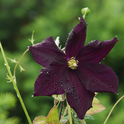 Deep purple Clematis 'Romantika' with rain-kissed petals, weaving through the garden with dramatic color and delicate movement.