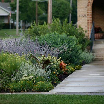 A lush, naturalistic front yard planting with Perovskia, Echinacea, Amsonia, and Musa along a welcoming entry path to a brick home.