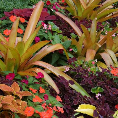 Tropical planting with orange bromeliads, vibrant Coleus, and Impatiens, creating a bold mix of colors and textures.