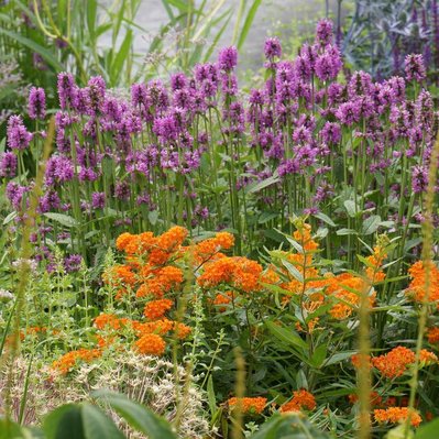 Bold contrast: Stachys and Asclepias create a striking color dynamic, attracting pollinators and enriching the planting palette.