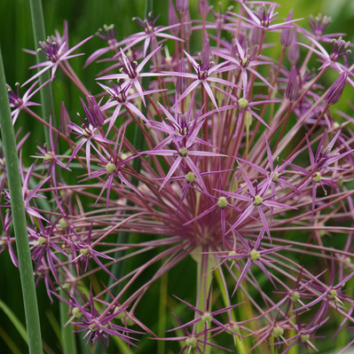 Allium christophii’s starburst blooms bring structure and shimmer to the garden, their metallic sheen catching the light.