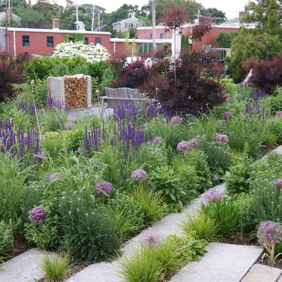 Smokebush, salvia, and allium soften granite paths, blending structure with naturalistic planting in a dynamic seasonal composition.