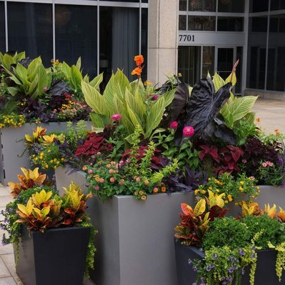A mix of large and small planters featuring Canna, Colocasia, Croton, Coleus, Lantana, and trailing greenery in a modern plaza setting.