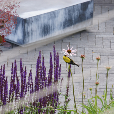 A goldfinch perches on echinacea amid salvia and smokebush, a dynamic planting that blends habitat, beauty, and ecological function.
