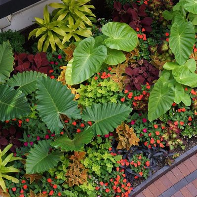 Lush tropical planting with Alocasia, Colocasia, coleus, impatiens, and bromeliads, creating a vibrant, textural display.