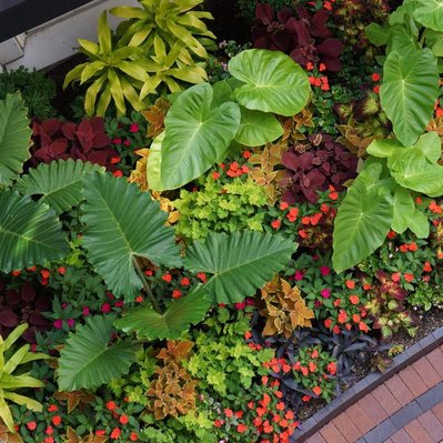 Lush tropical planting with Alocasia, Colocasia, coleus, impatiens, and bromeliads, creating a vibrant, textural display.