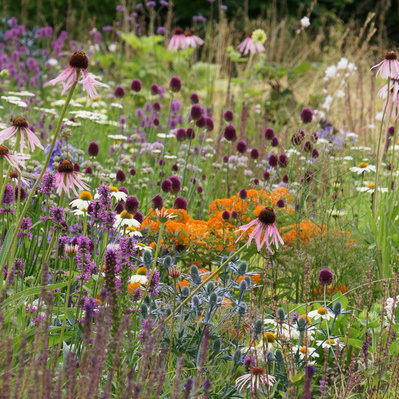 High summer at Redstone Lane, where Echinacea pallida, Allium sphaerocephalon, and Asclepias tuberosa weave a textured, dynamic meadow.
