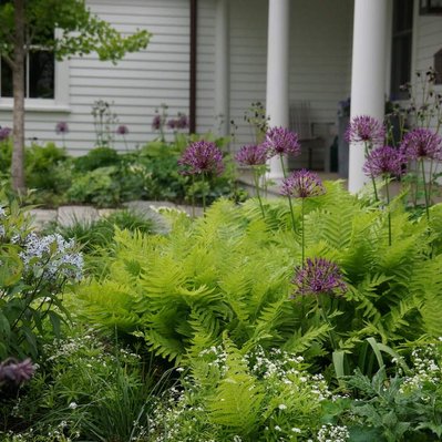 Alliums, ferns, and Amsonia create a layered, seasonal display, blending structure and softness in this immersive entry garden.
