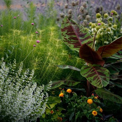 Bold Musa ‘Siam Ruby’ anchors a vibrant mix of white Calamintha, golden Lantana, and airy Amsonia in a dynamic planting design.