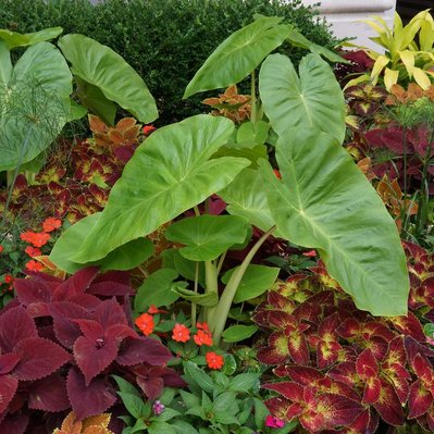 Lush tropical planting with Colocasia, Papyrus, Coleus, and Impatiens, creating a rich, textural display in bold colors.