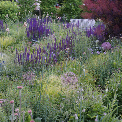 Smokebush, salvia, and alliums create depth and movement in this layered planting, a balance of structure and softness.