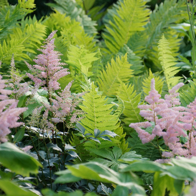 Soft pink Astilbe contrasts with vibrant ostrich ferns, creating a dynamic interplay of texture and seasonal color in dappled shade.