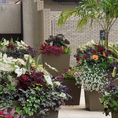 A collection of large planters filled with tropical palms, caladiums, coleus, and alyssum, creating a lush entryway display.