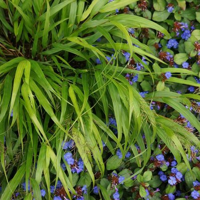 Hakonechloa and Ceratostigma intertwine, creating a striking contrast of flowing texture and vivid blue blooms in a shaded border.