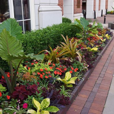 Lush urban planting with Alocasia, Bromeliads, Coleus, and Impatiens, framed by boxwood hedging along a brick sidewalk.