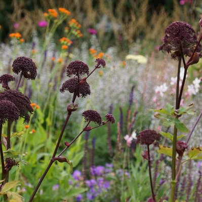 Angelica gigas commands attention at Redstone Lane, its deep burgundy umbels rising above a meadow of Asclepias, Gaura, and Salvia.
