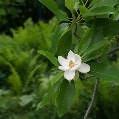 Fragrant Magnolia blossom framed by lush ferns, embodying layered, naturalistic planting and seasonal beauty at Redstone Lane.