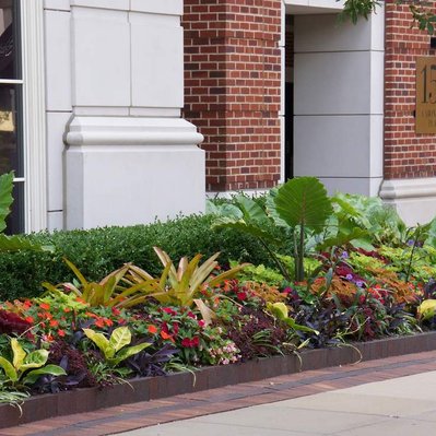 Vibrant urban planting with Alocasia, Bromeliads, Coleus, and Impatiens, set against a brick and stone building facade.