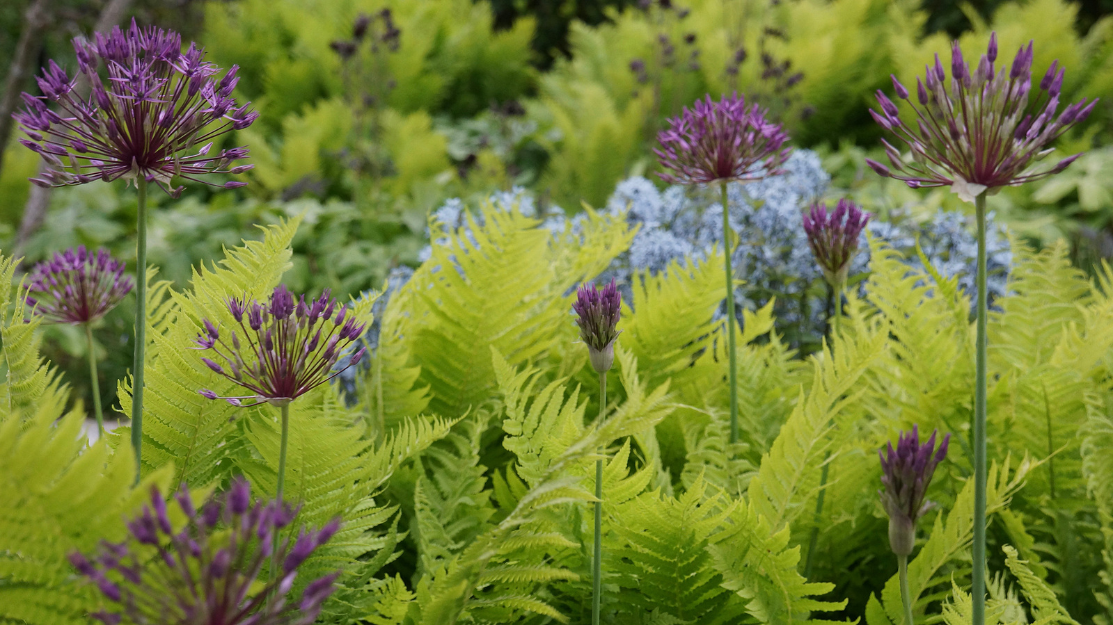 Ostrich fern, Allium ‘Purple Rain,’ and Amsonia ‘Storm Cloud’ in a vibrant, layered naturalistic planting with bold color and texture.