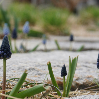 Muscari emerge between granite pavers, weaving early spring color into hardscape, blending naturalistic planting with structured design.