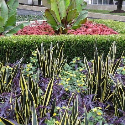 A striking urban planting with variegated snake plants, purple heart, yellow lantana, red coleus, banana plants, and boxwood.